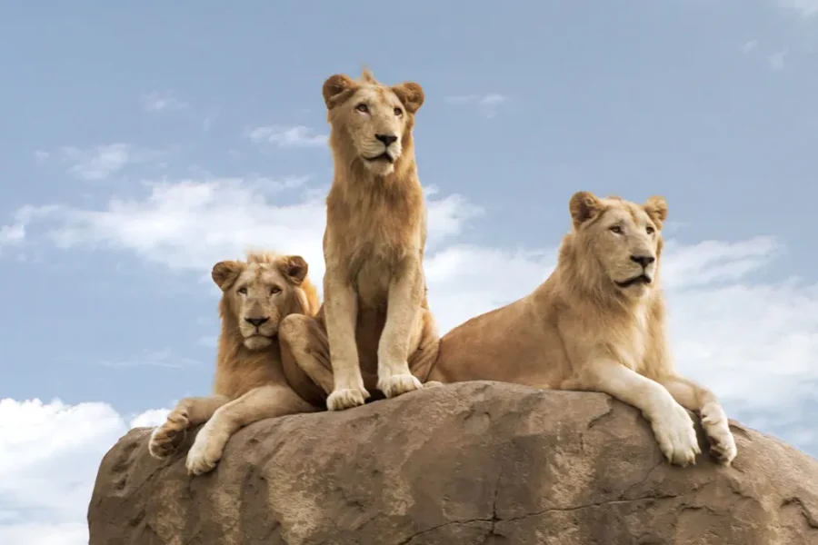 Dubai Safari Park